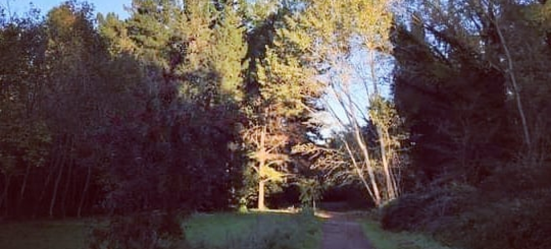 Parco della Cellulosa, la politica arranca dove i cittadini hanno già fatto la storia